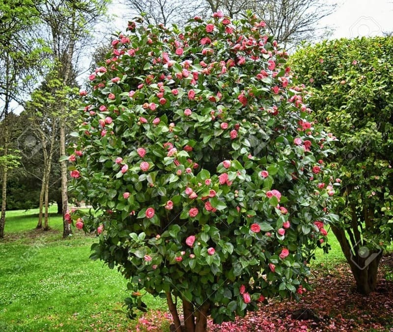 imagen camelia de la promoción as camelias en Oporto Portugal